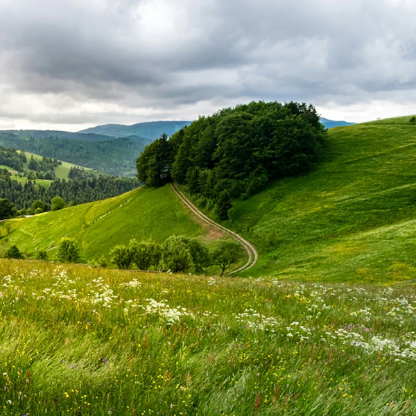 Regional verwurzelt – in Durbach und der Ortenau